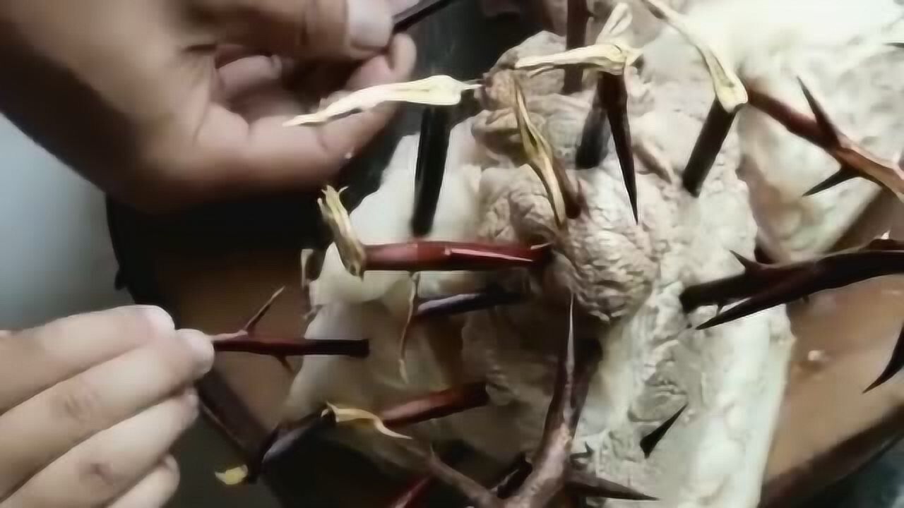 皂角刺炖肉有很多功效,只有农村人才懂,城里人花钱也买不来的美食!