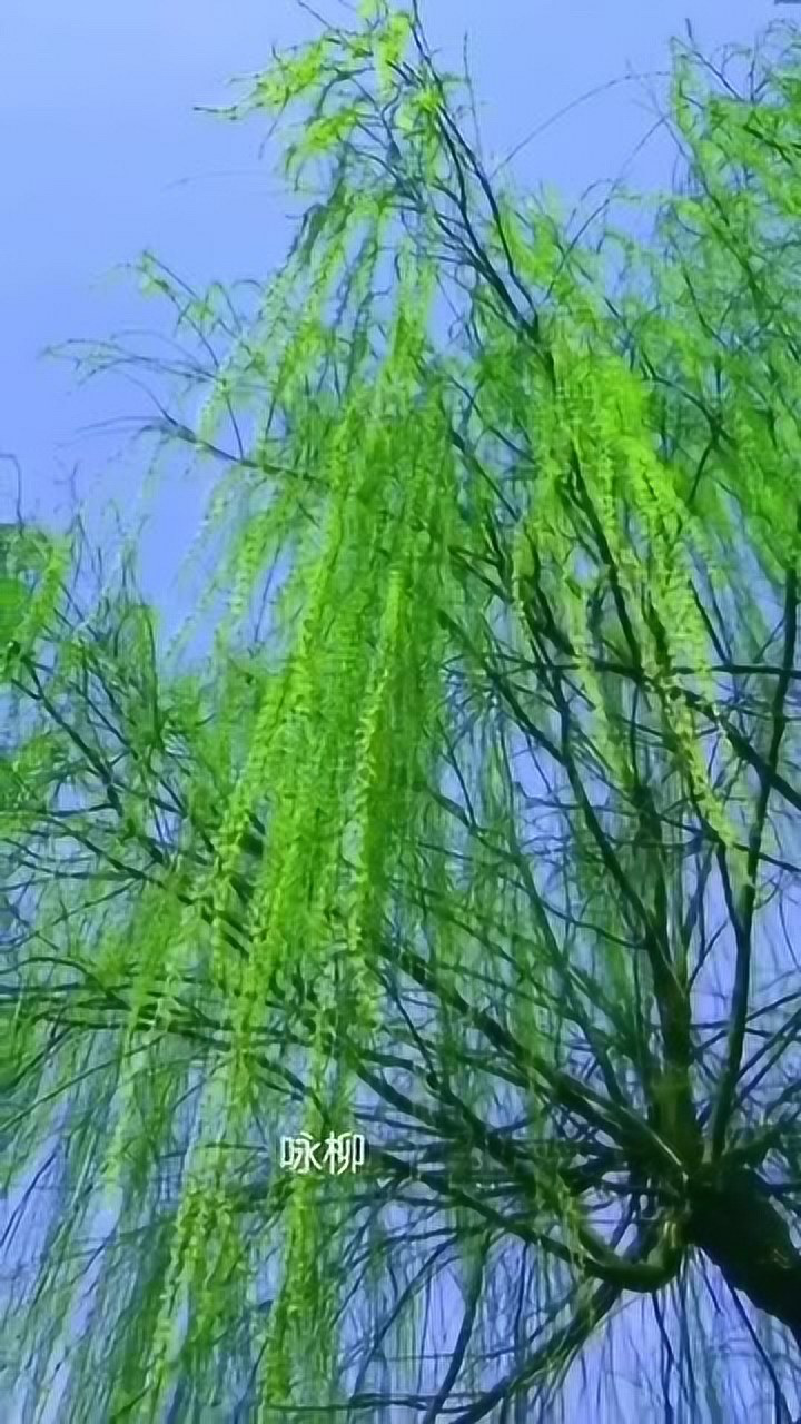 春天来了长条春柳燕子飞,春天来了