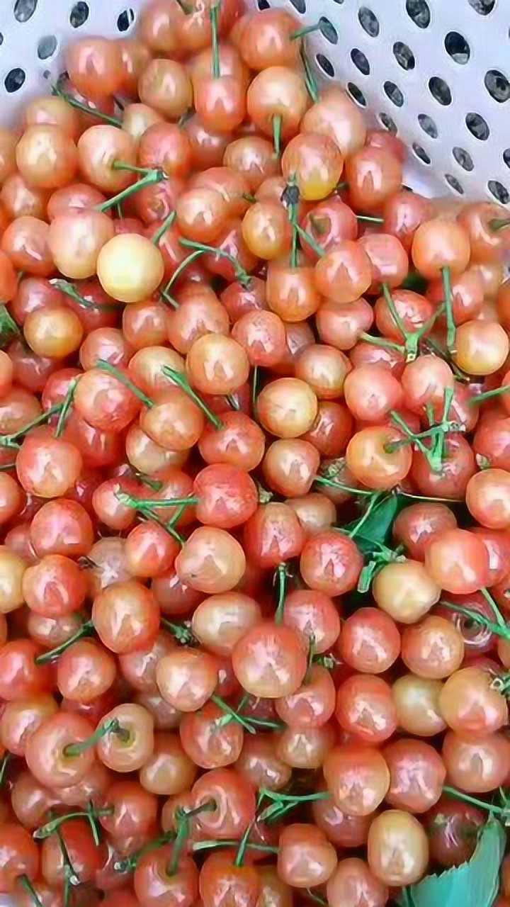 粉色樱桃我还是第一次见