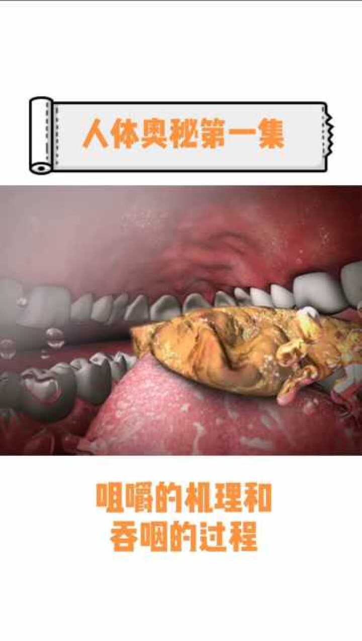 食物的吞咽过程是怎样的呢？来了解一下吧！_高清