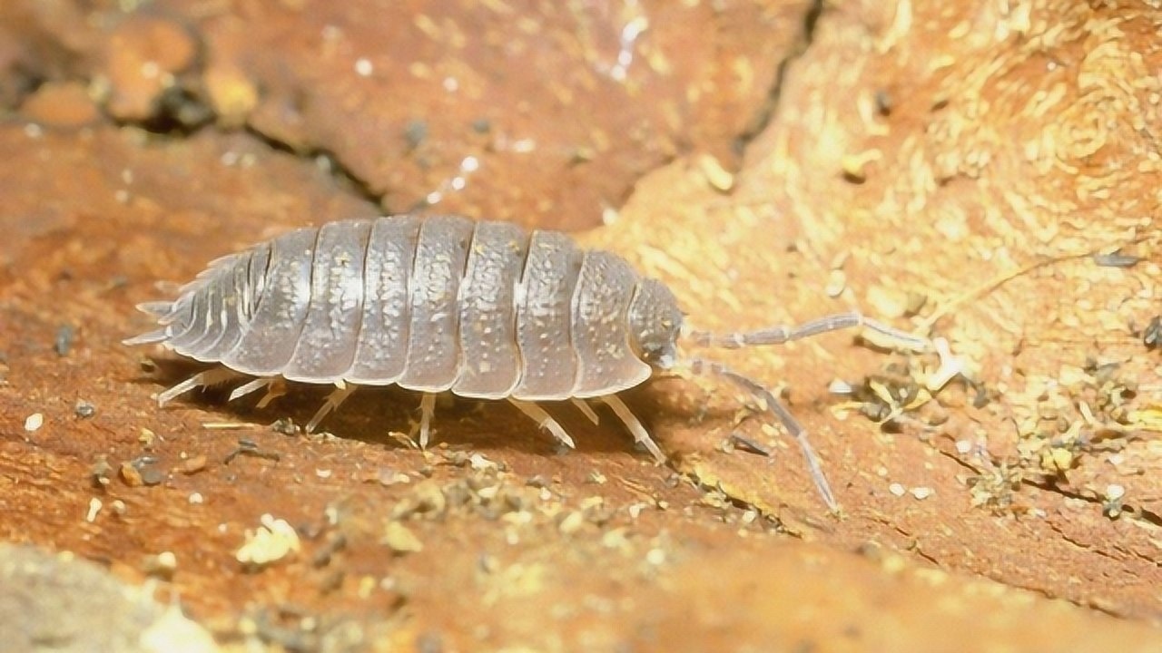 家里有潮虫怎么办教你一个土方法潮虫再也不敢进家门快试