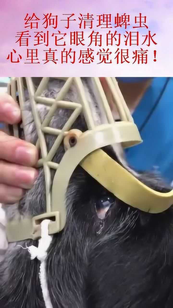 给狗子清理蜱虫,看到它眼角的泪水,心里真的感觉很痛!