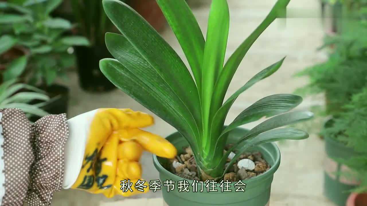 君子蘭不開花只需加1粒小藥片葉子油綠花開更好看