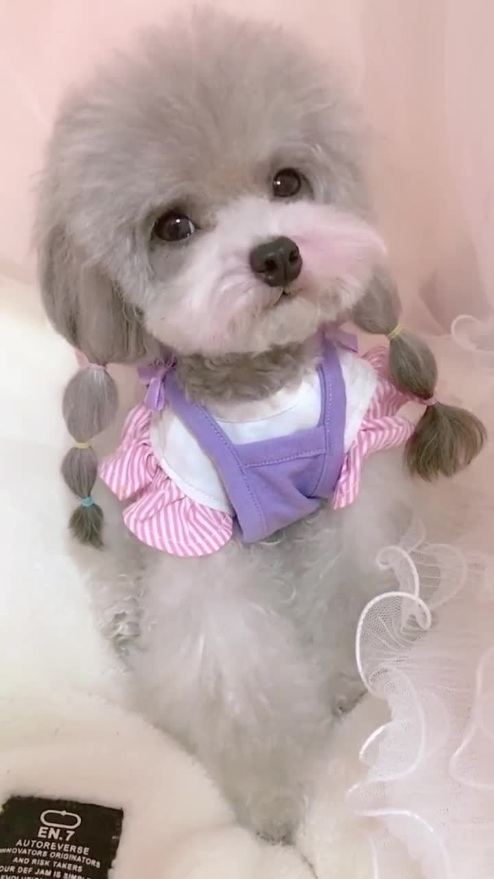 给狗狗扎辫子,这一款超好看