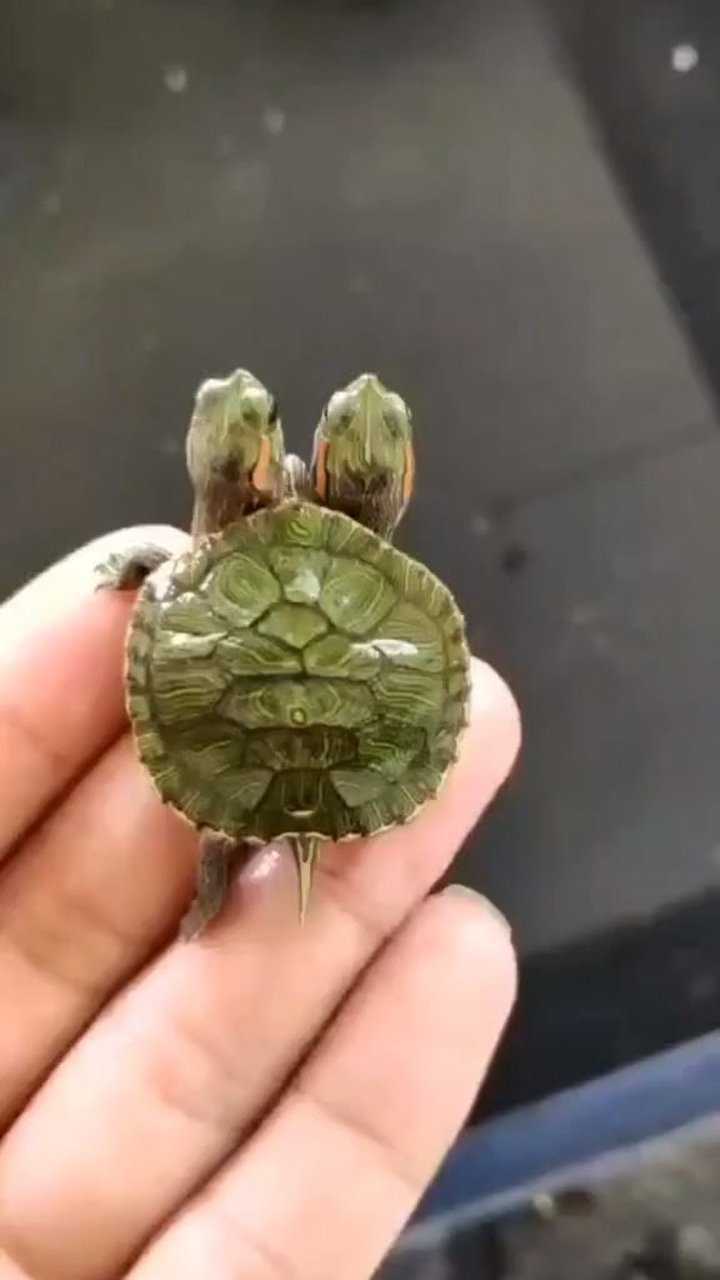 三头龟_腾讯视频