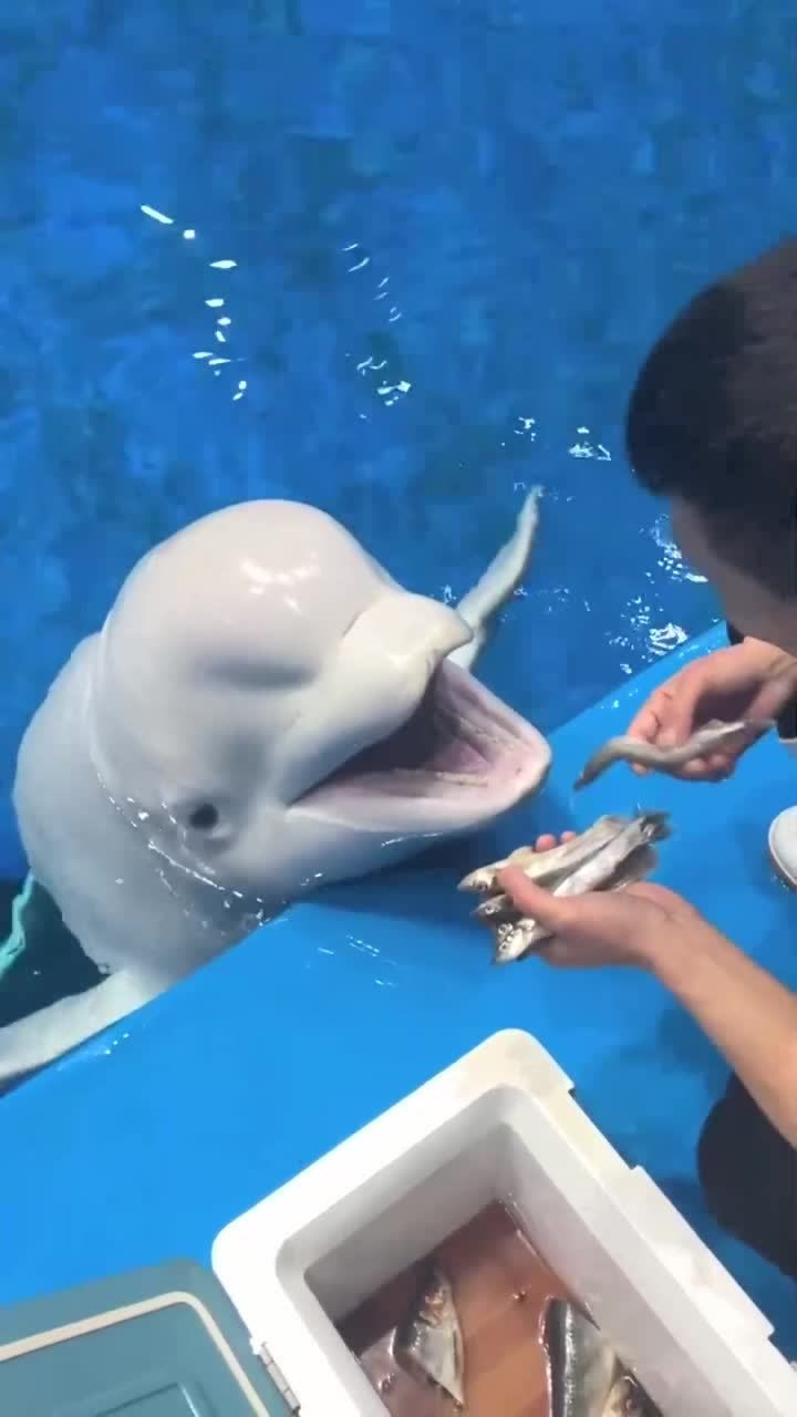 海豚乖乖趴岸边吃小鱼,还左瞧瞧右看看的,眼睛太可爱了