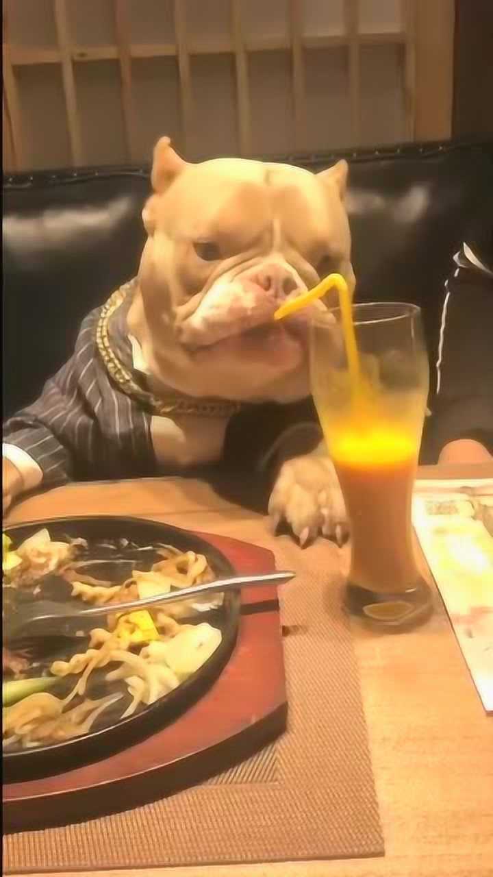 恶霸犬当了老板就是不一样,穿西装吃牛排,连饭都有人喂