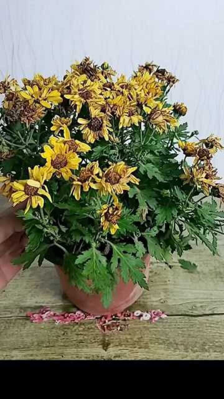 菊花开败以后就要这样修剪喜欢养花的学起来吧