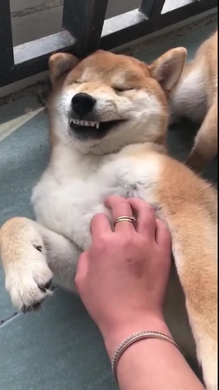 狗子:别挠我痒痒,再挠我就要笑了!