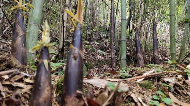 山上鲜嫩的麻竹笋太多了,拔完整座山上的笋都不觉得累,过瘾了