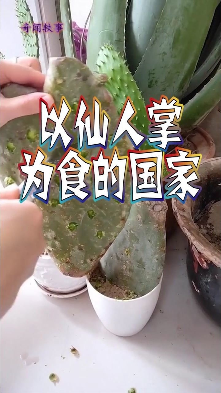 这个国家的人喜欢吃仙人掌吃法多种多样看完惊呆了