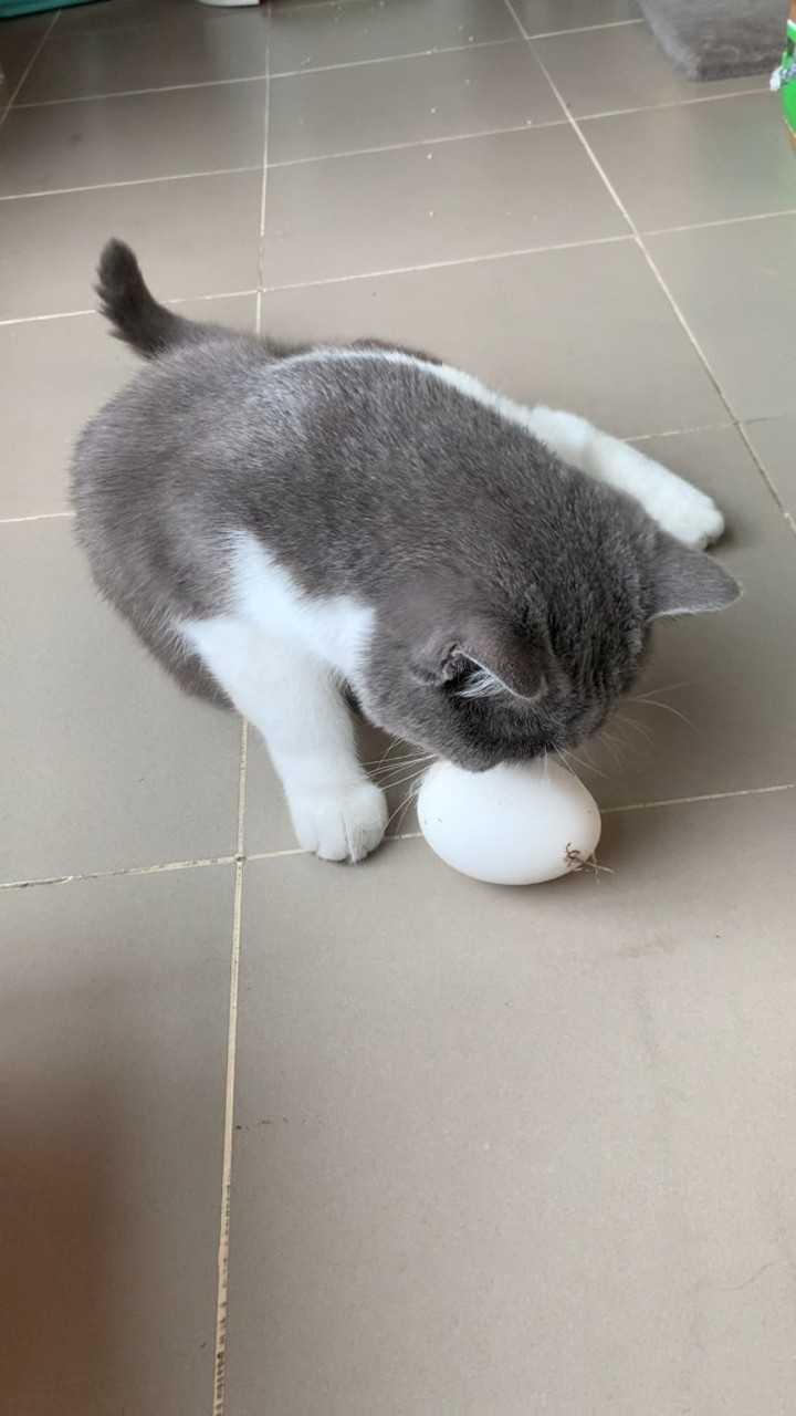 猫咪下蛋
