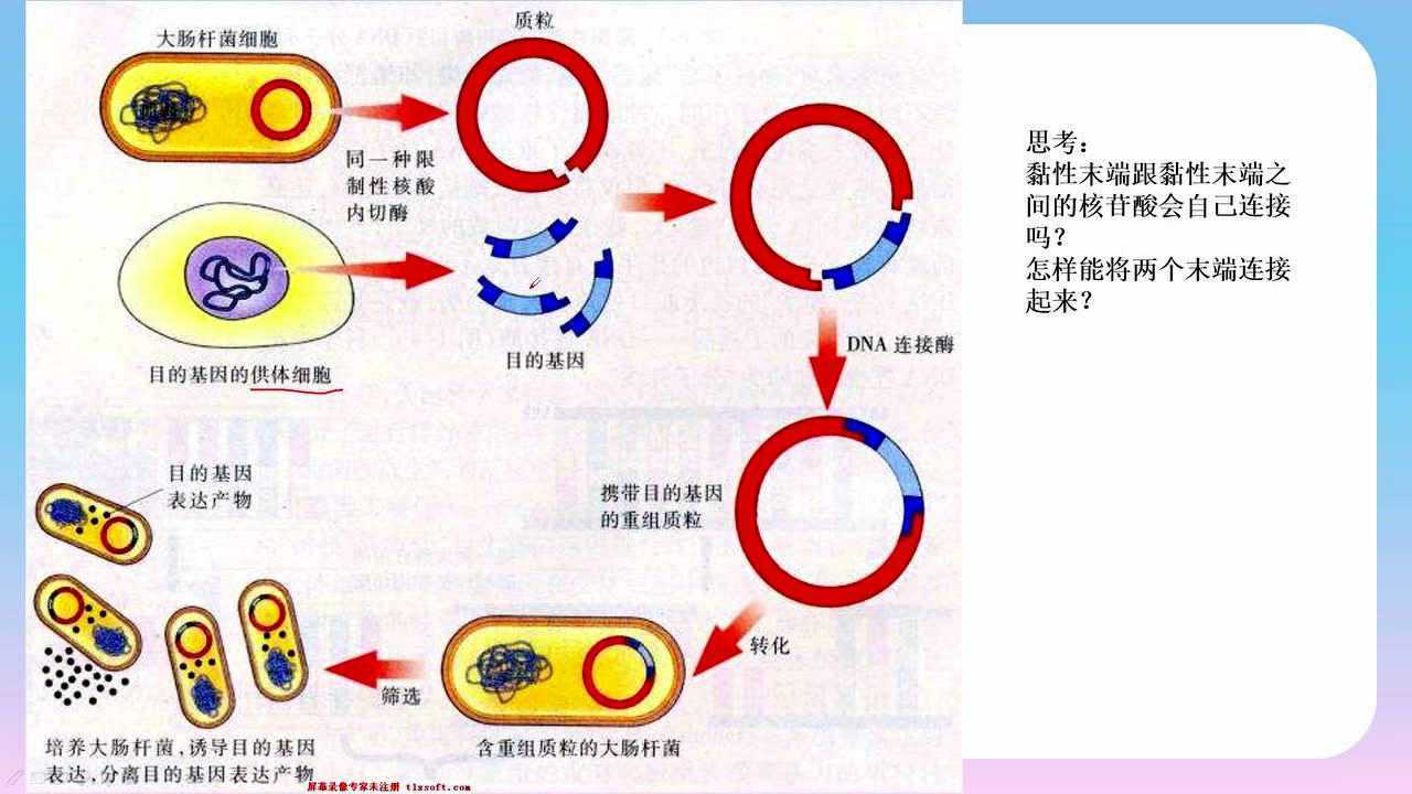生物选修3——dna重组技术的基本工具