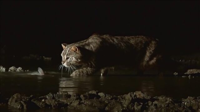 神秘的钓鱼猫: 爱吃鱼也善于在水下钓鱼,凶猛程度堪比小老虎