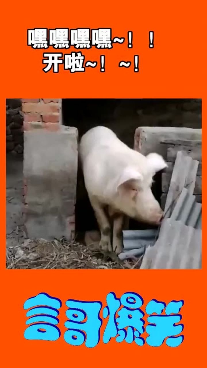 是谁说猪笨的这只猪就很聪明