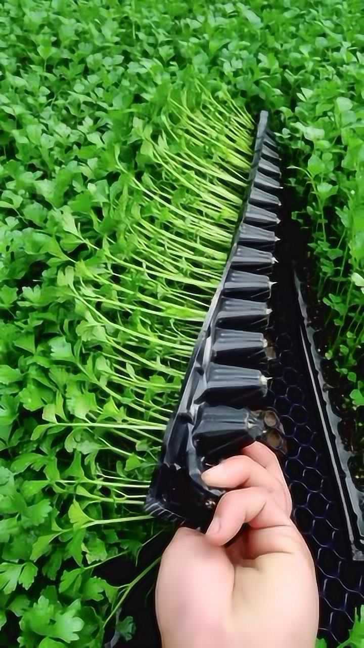 现在的无土栽培真的是厉害这小芹菜多水灵