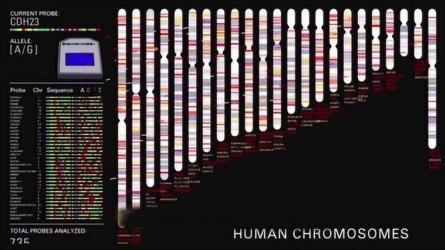 【生物大师 高中重点】基因在染色体上——人类基因组计划