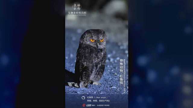 脊椎动物ⷧ𚢨璮Š鸮:“夜战”能力超强的“小个子”猛禽