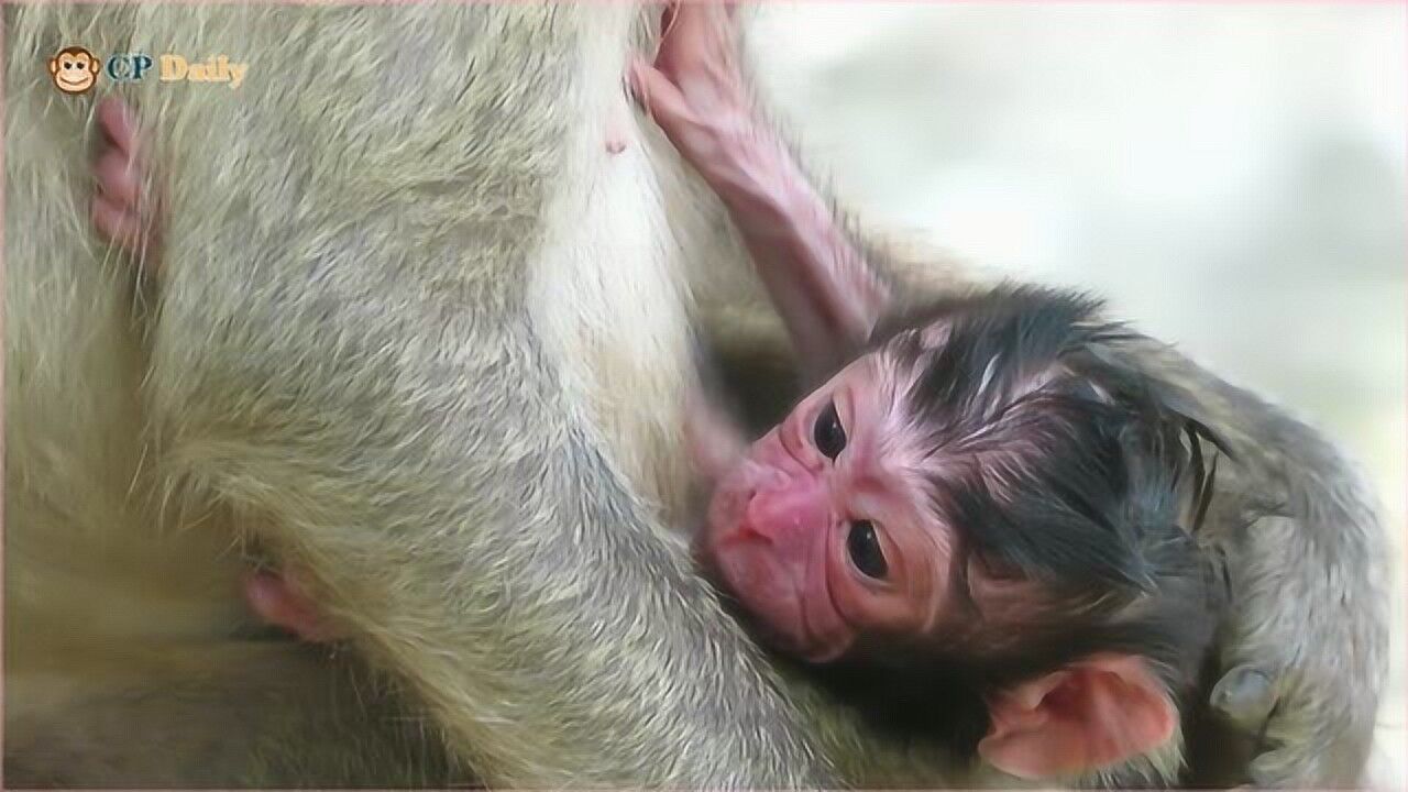 刚分娩完的母猴不顾自己辛苦用母乳喂养它的宝宝希望它更健康