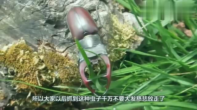 抓到这种虫子别放了,它一只就被拍卖了几十万,你有见过吗?