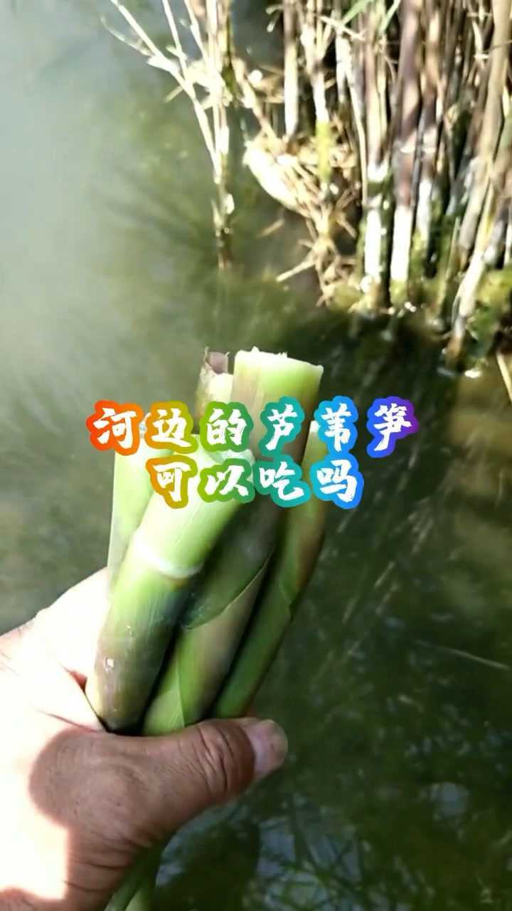 河边的芦苇笋能吃吗还有这功效我都想尝尝了