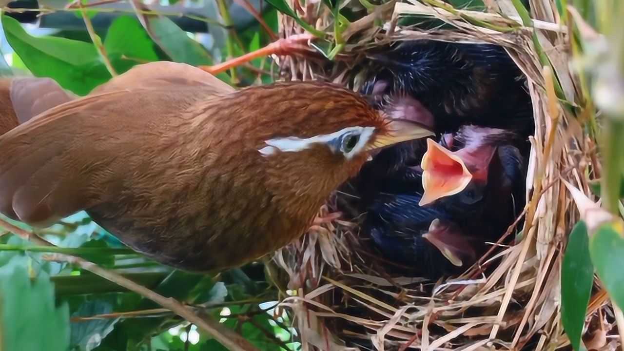 为了幼鸟能茁壮成长画眉鸟妈妈喂食非常讲究看它喂了啥好料