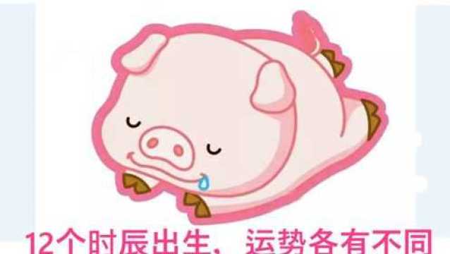 生肖猪,12个时辰出生,运势各有不同