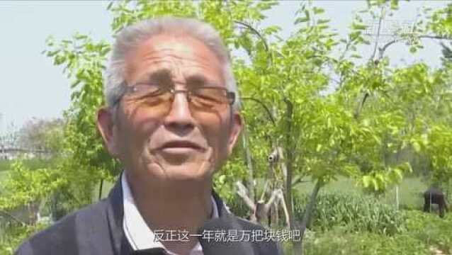 河南濮阳县:方寸庭院成“聚宝盆”