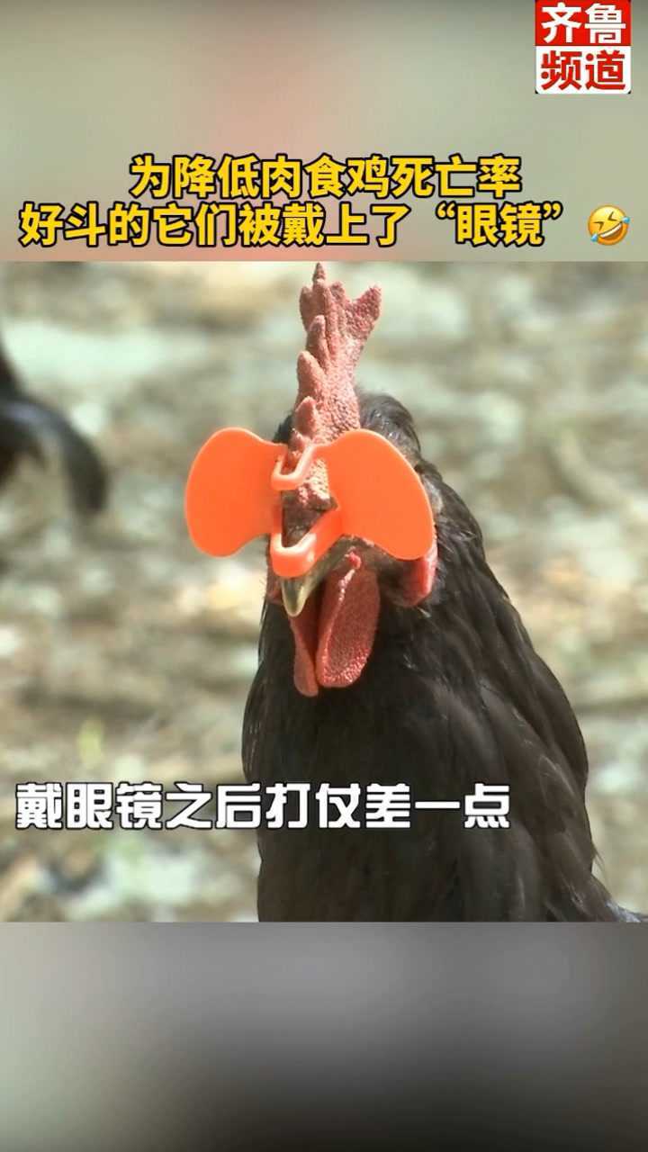 为降低肉食鸡死亡率好斗的它们被戴上了眼镜鸡毛飞上天鸡戴眼镜