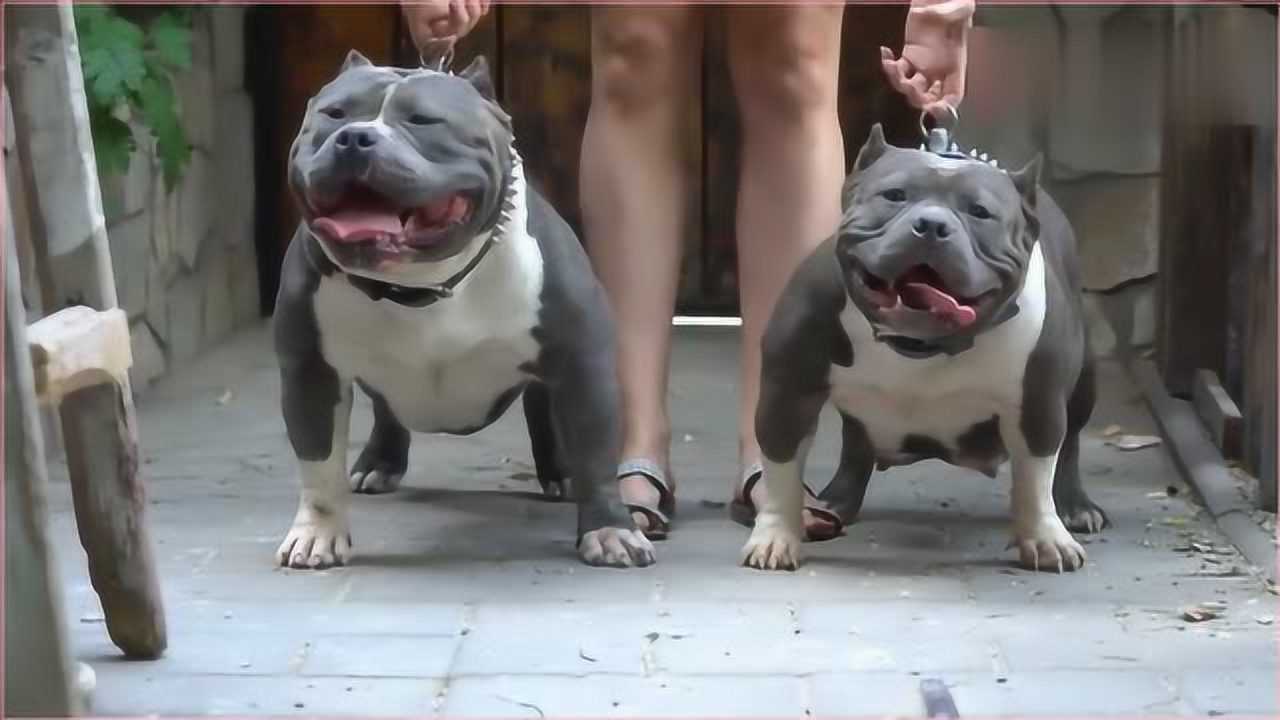 两只美国恶霸犬,这是蛤蟆与狗的结合长相太彪悍了