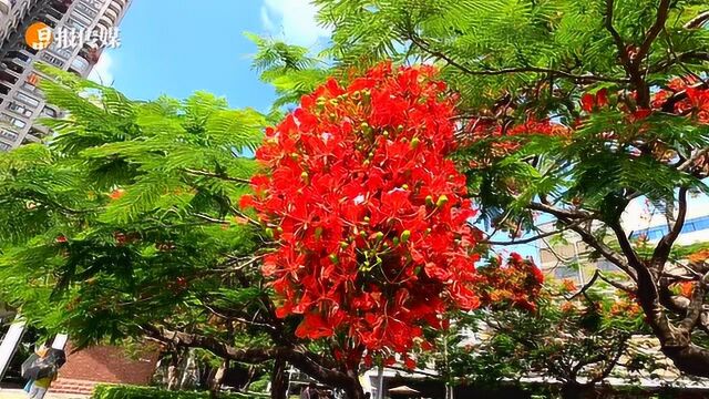 深圳城市园林绿化三年花城建设成果:正是山花烂漫时,凤凰花开不负侬