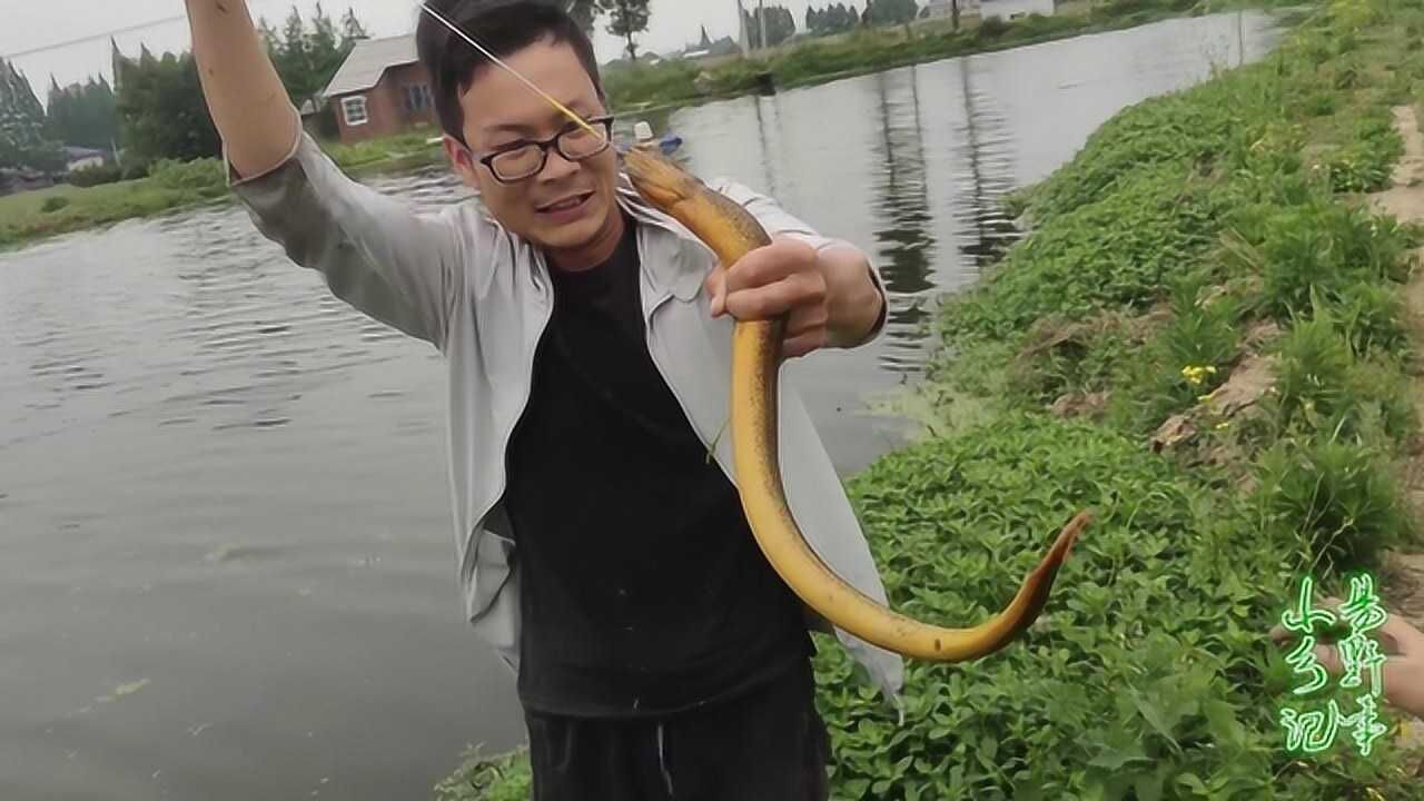 小易魚塘釣黃鱔集錦,下鉤就吃,還都是大貨,看著真過癮