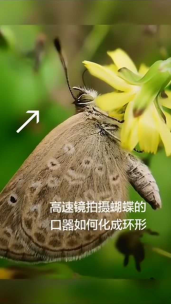 看蝴蝶的口器