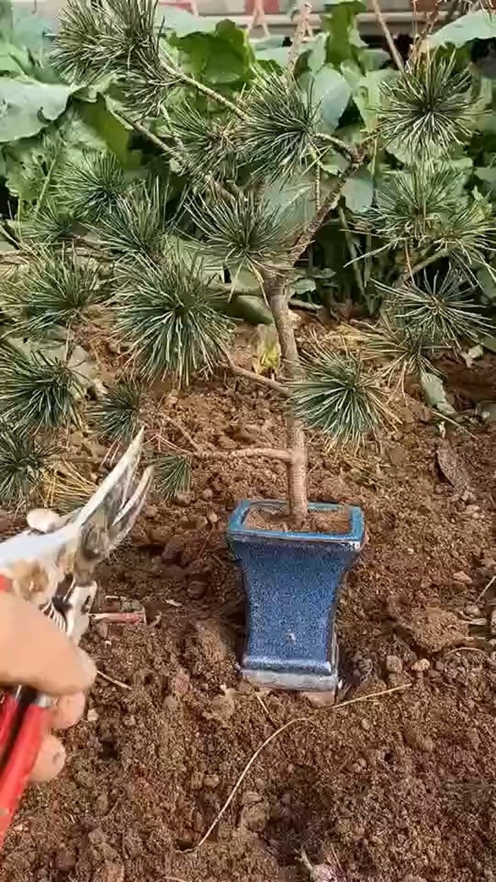 松树修剪这个技能你得学起来啊