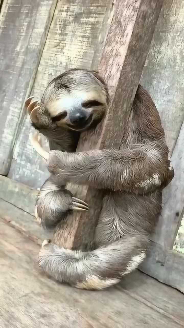 你笑啥看到树懒微笑的表情老感觉哪里不对劲