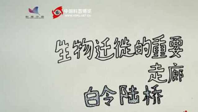 美洲黑熊竟不是当地“土著”?它们离家出走是因这座白令陆桥