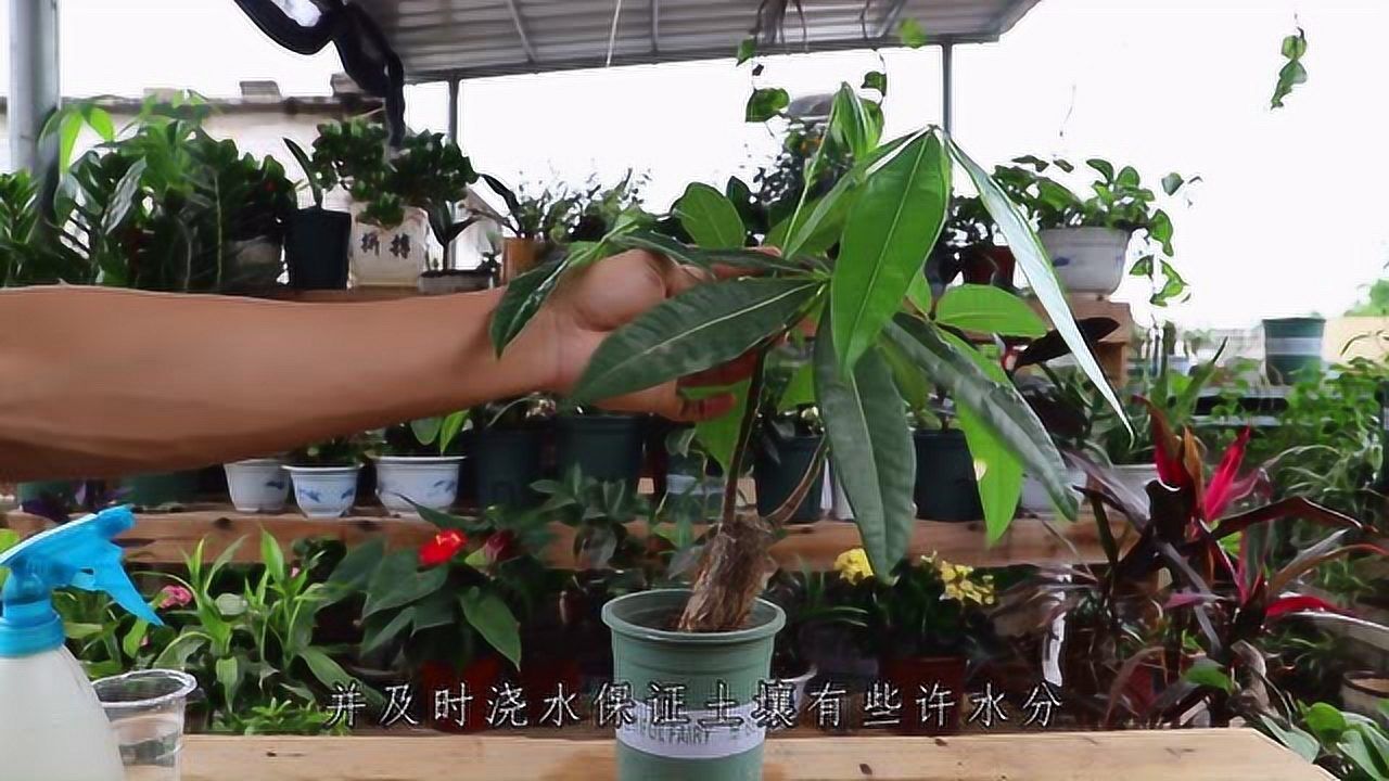 养发财树,翻盆时机抓到位,生长速度暴增,长成大绿树