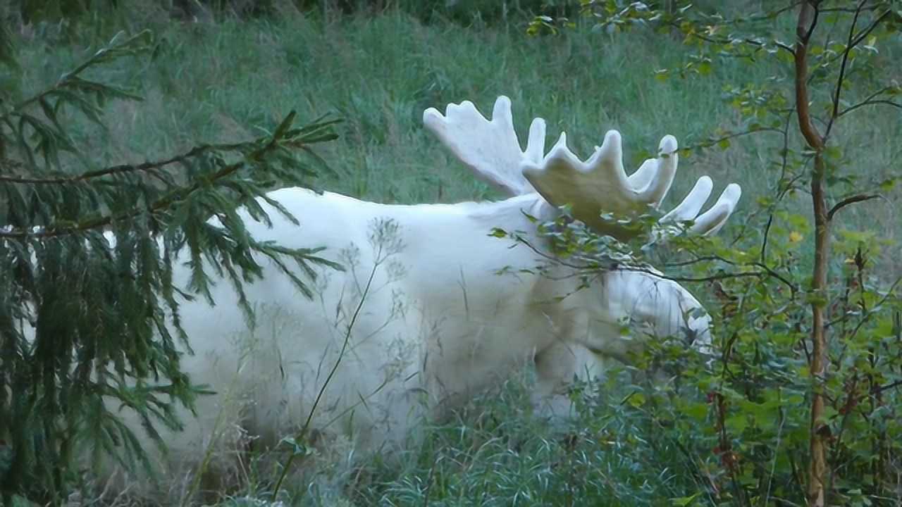 神农架深处发现雪白色"麒麟"?形如马状比鹿,一双巨角活灵活现