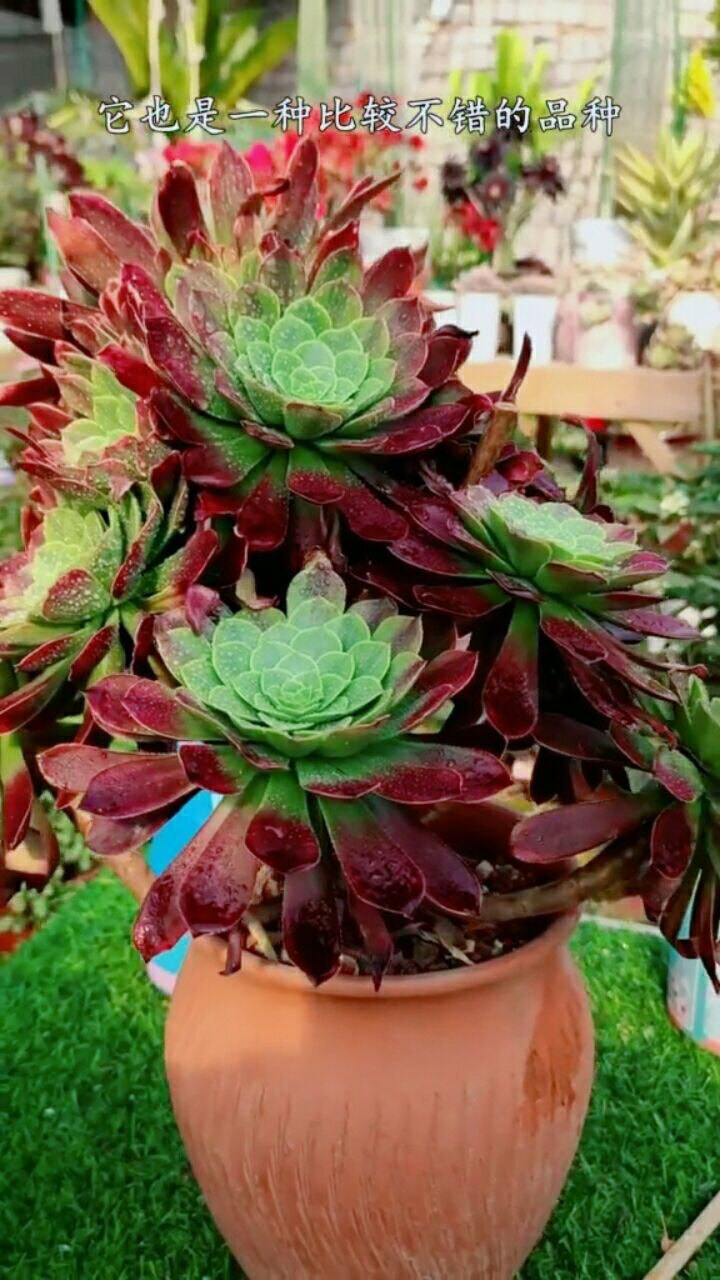 法师中比较好养的,比较漂亮的,就是嘉年华