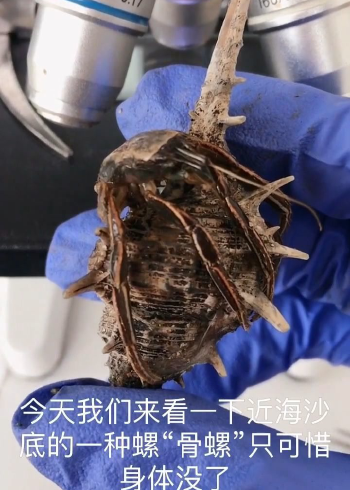 女巫海螺外形像刺猬,它的体内寄生了很多生物!