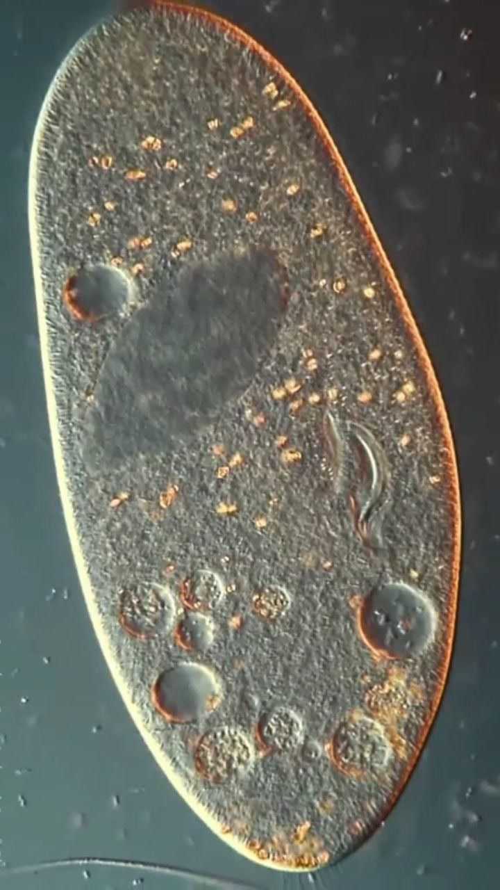 草履虫是孤独的但也是自由的