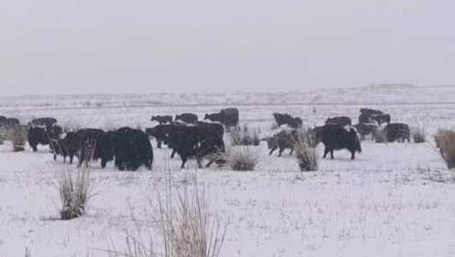 5月23日到26日,甘肃肃南部分乡镇出现降雪天气