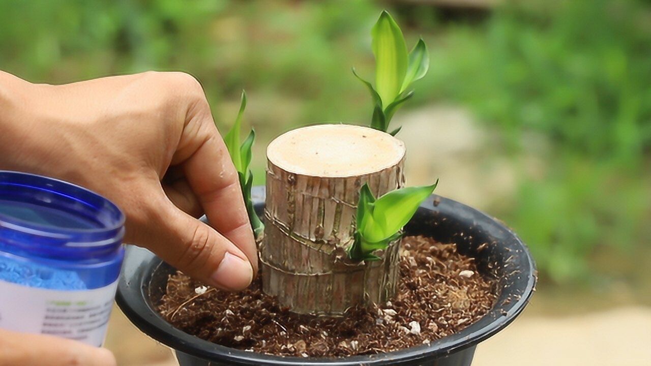 水培巴西木长芽后这样移栽到土里再加2样它们长根超快