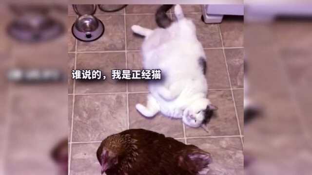 今天讲一个小胖懒猫的故事