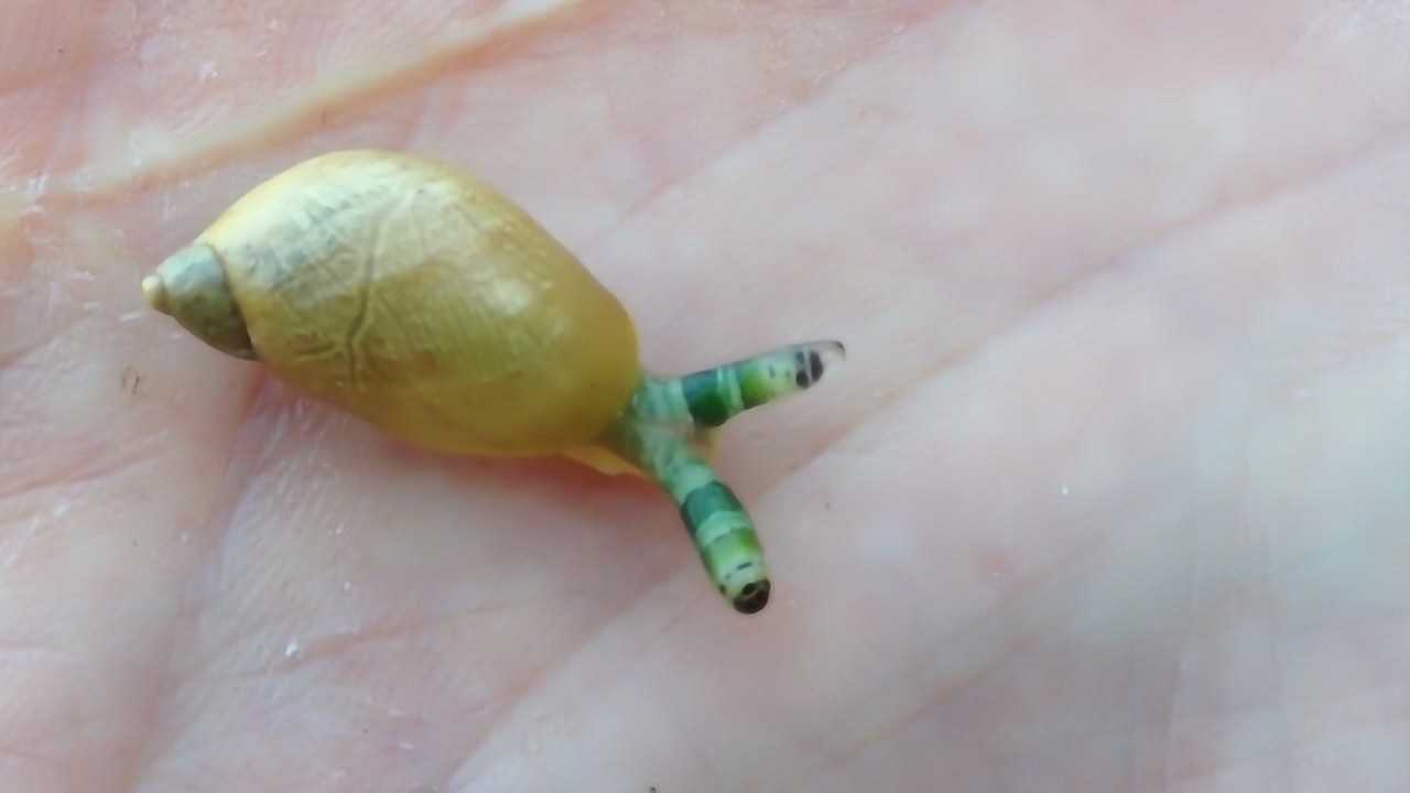 男子发现僵尸蜗牛被寄生虫控制大脑如同现实版丧尸