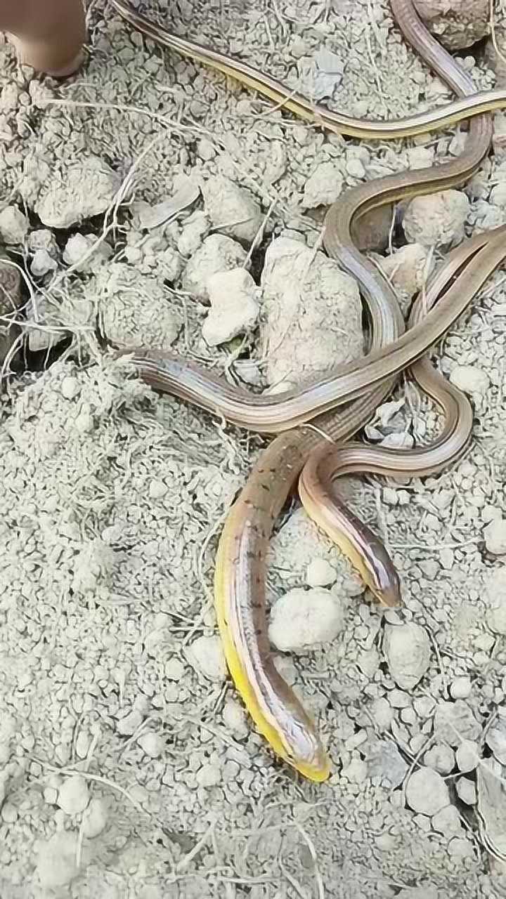 地里挖出来的这到底是蛇还是黄鳝啊傻傻分不清楚谁能告诉我