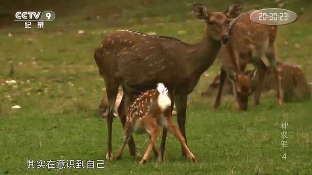 野游了一个夏天 雄鹿在秋季回归鹿群 用最原始方式完成择偶交配