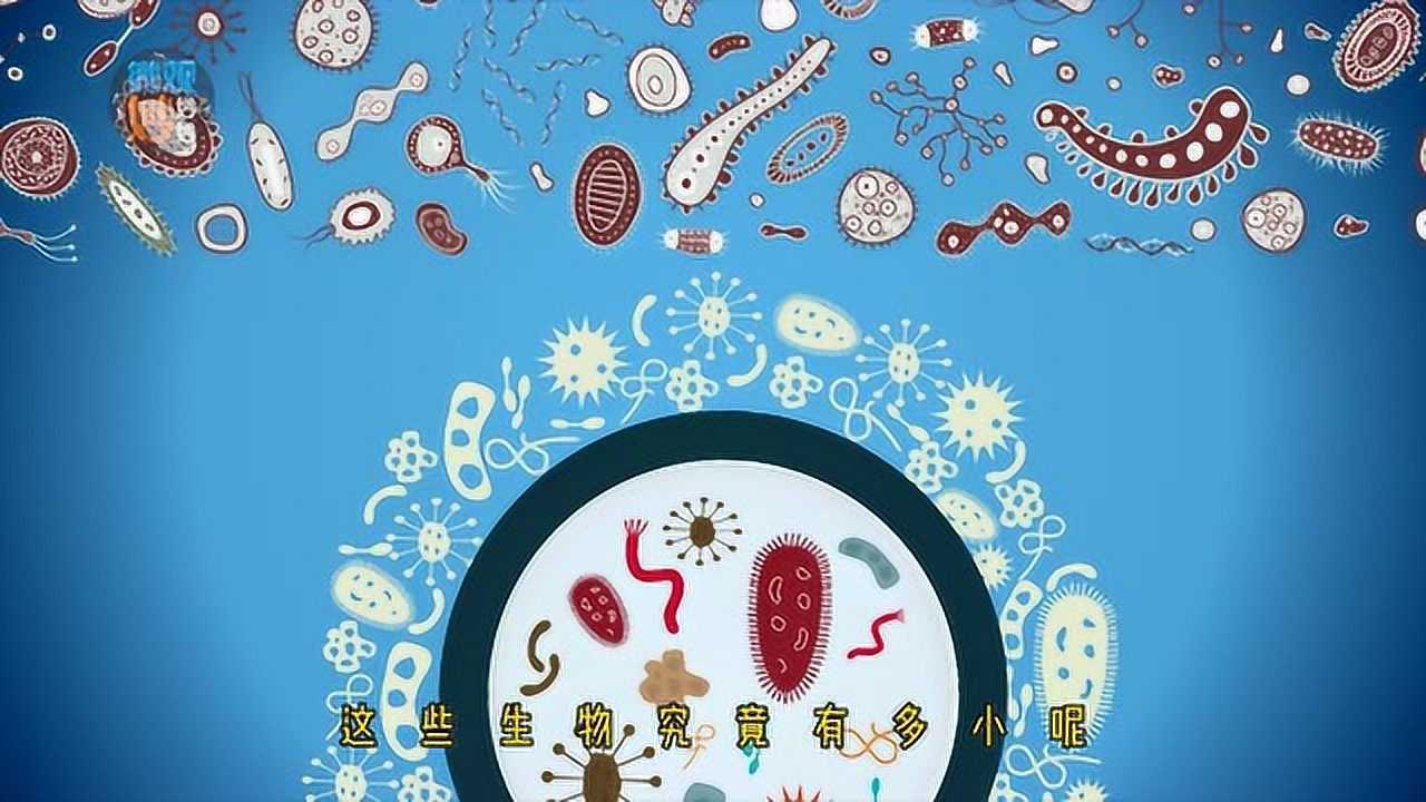 微生物是什么?细菌有多大?新冠状病毒有多大?