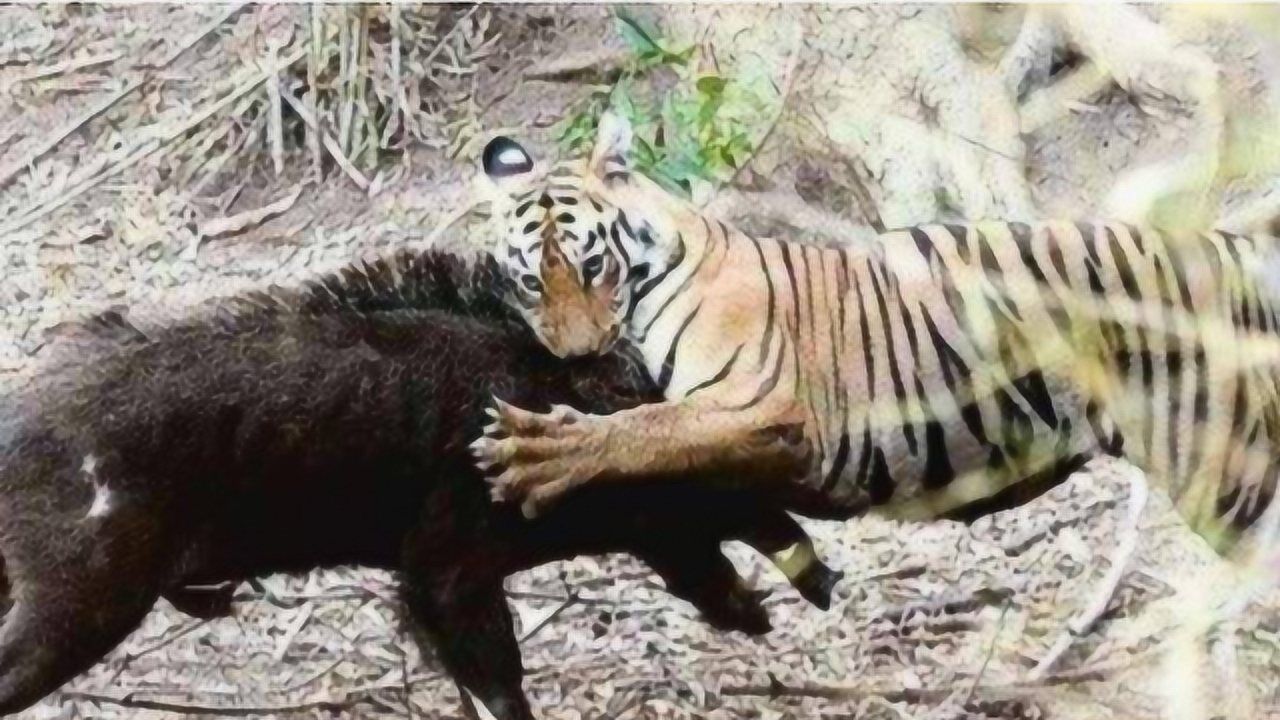 350斤野猪大战东北虎被东北虎一招毙命镜头记录下全过程