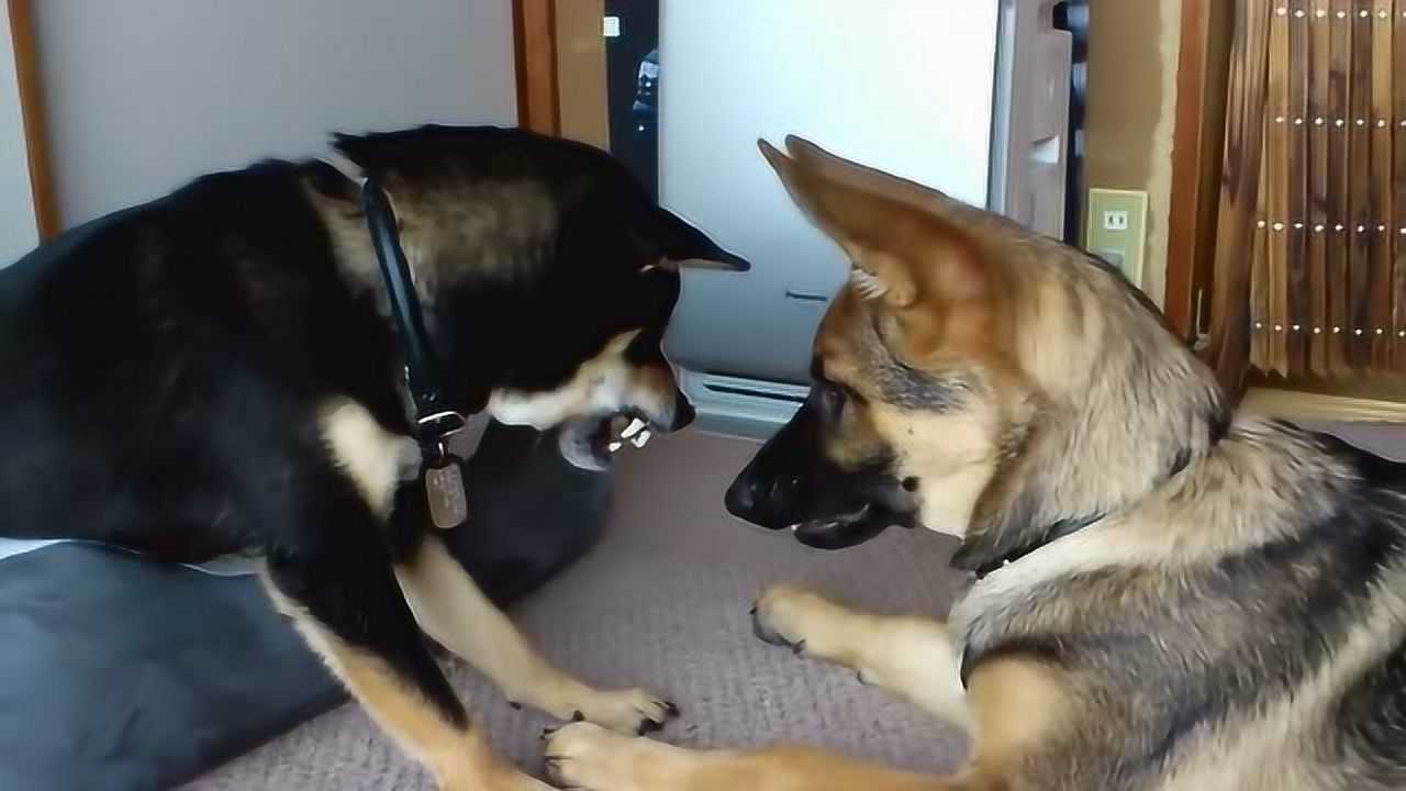 德牧狗窝被柴犬霸占还被凶,混成这样太怂了